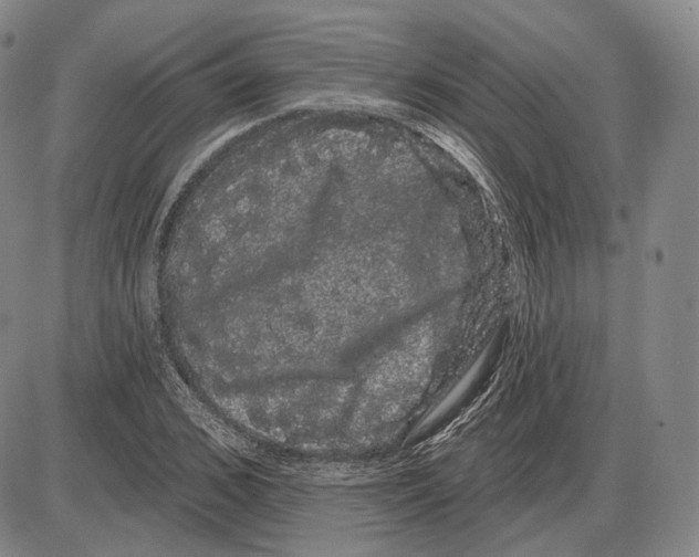X0000085040976200704021249