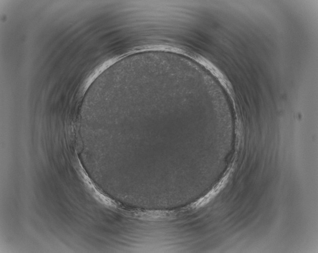 X0000085040993200704021249