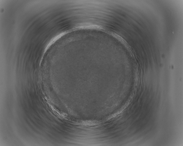 X0000085041022200704021248