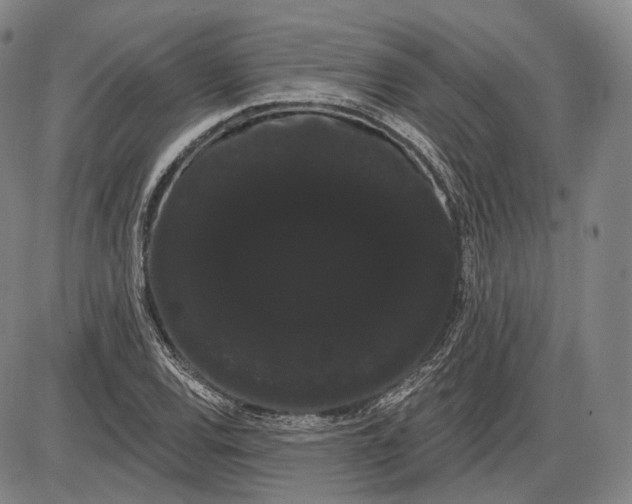 X0000085041120200704021247