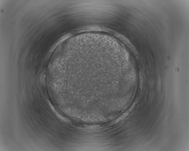 X0000085041225200704021245