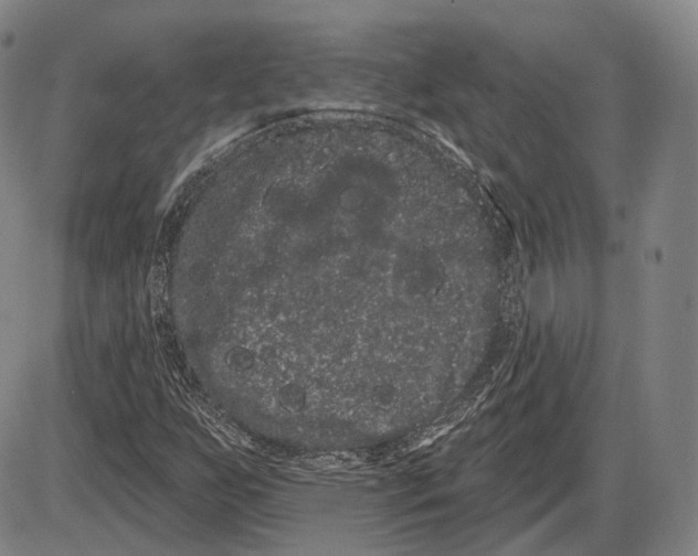 X0000085041255200704021245