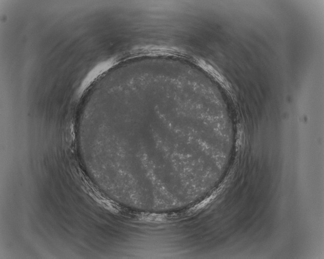 X0000085041261200704021244