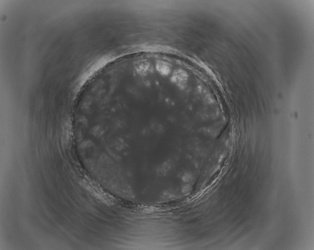 X0000085041263200704021244