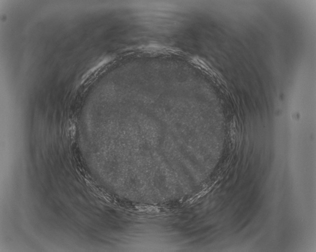 X0000085041302200704021243
