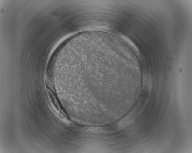 X0000085041340200704021244