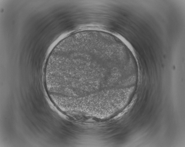 X0000085041341200704021244