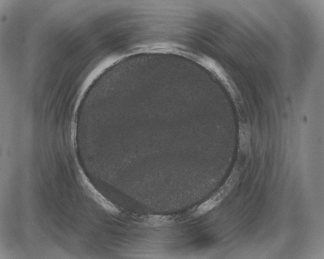 X0000085041424200704021242