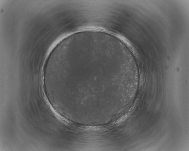 X0000085041430200704021242