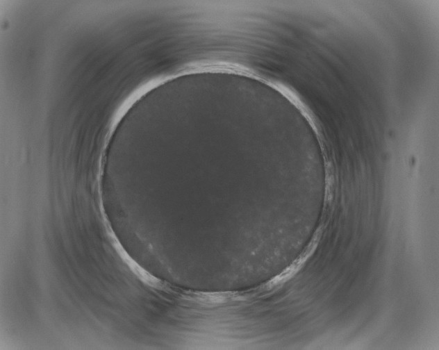X0000085041438200704021242