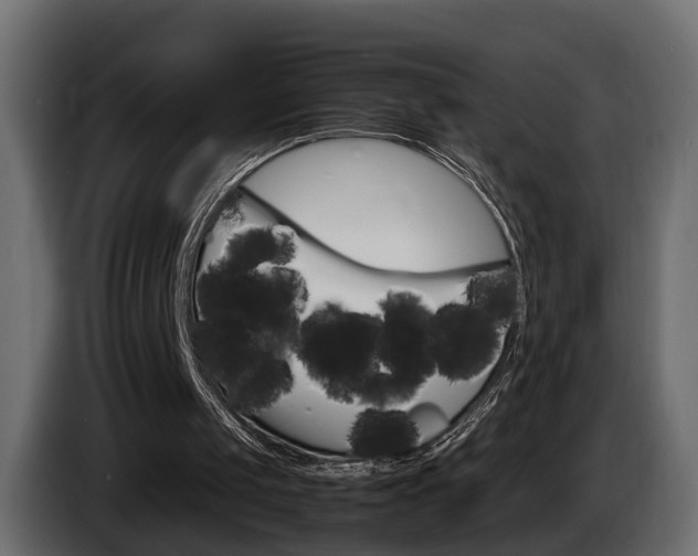 X0000085050049200703051053