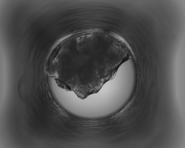 X0000085051019200703051041