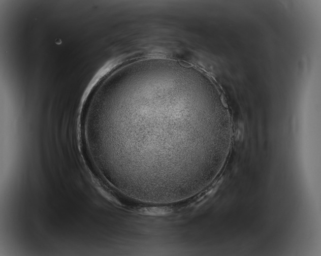X0000085050102200703051426