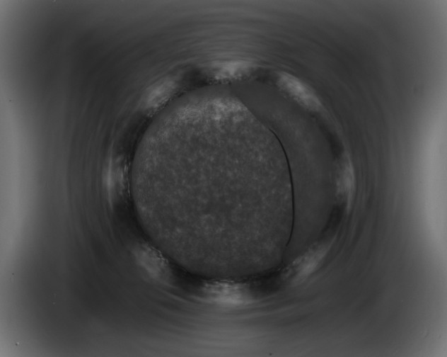 X0000085050276200703051424