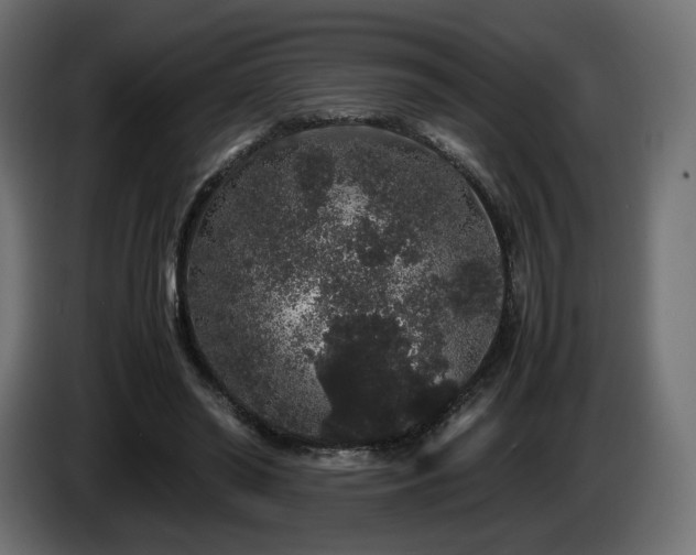 X0000085050398200703051422