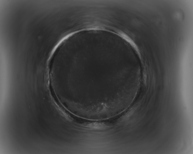 X0000085051368200703051406