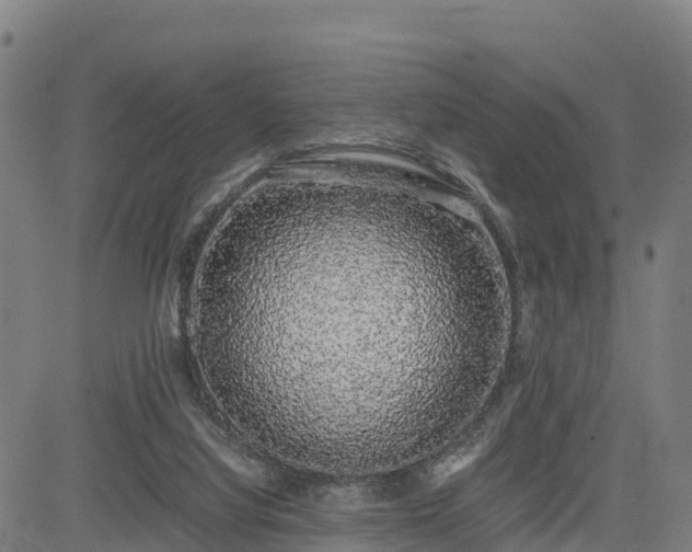 X0000085050068200703121510