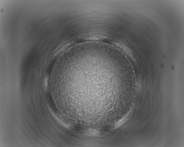 X0000085050166200703121508