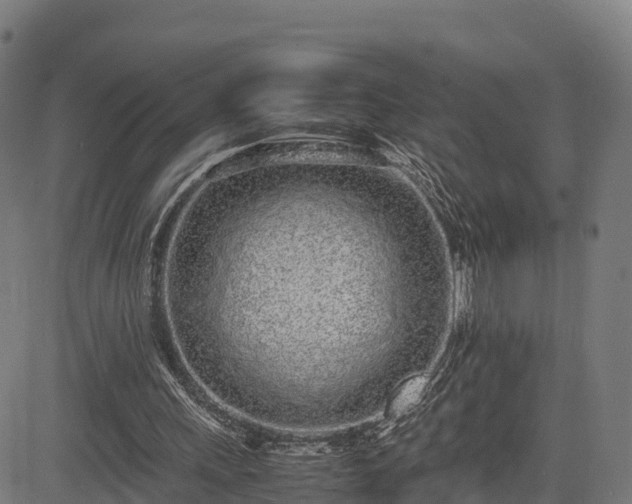 X0000085050243200703121506