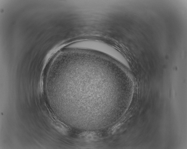 X0000085050294200703121506