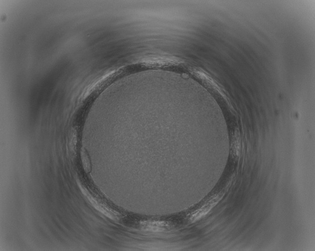 X0000085050448200703121503