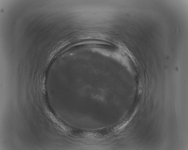 X0000085050585200703121501