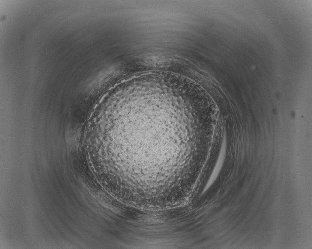 X0000085050652200703121500