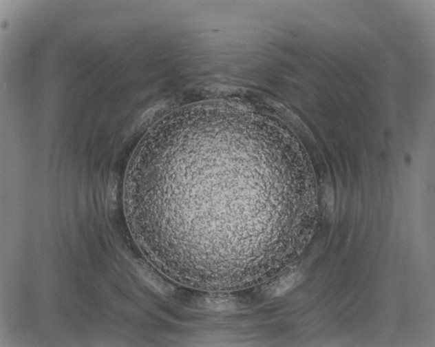 X0000085050668200703121501
