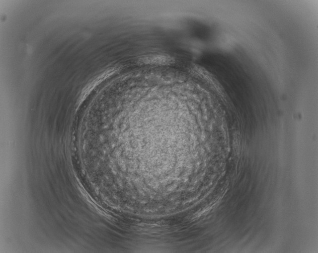 X0000085050725200703121458
