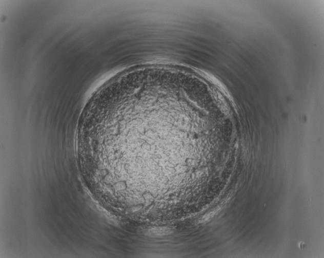 X0000085050839200703121457