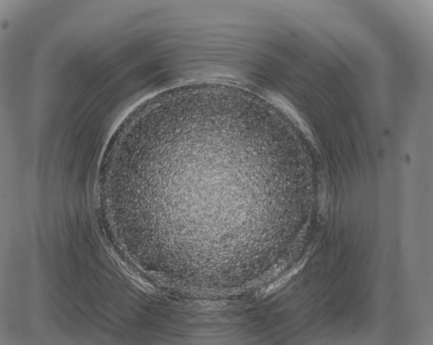 X0000085050924200703121455
