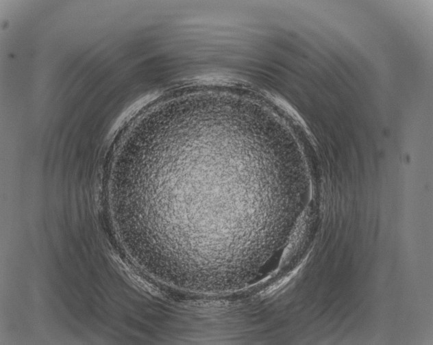 X0000085050930200703121455