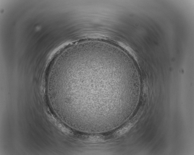 X0000085050979200703121455
