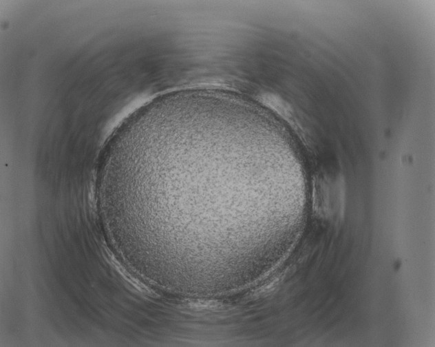 X0000085051452200703121447