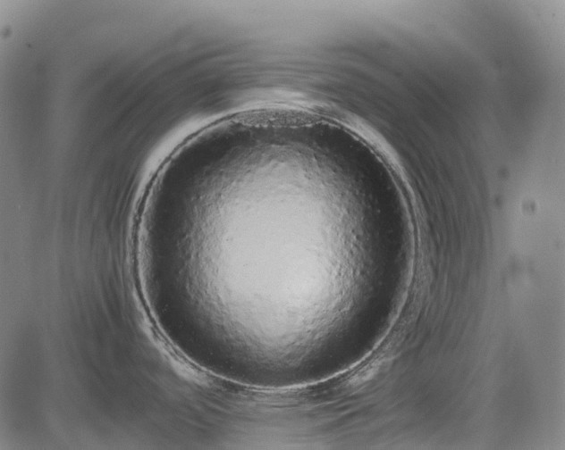 X0000085051488200703121446