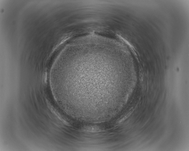X0000085050067200703191309