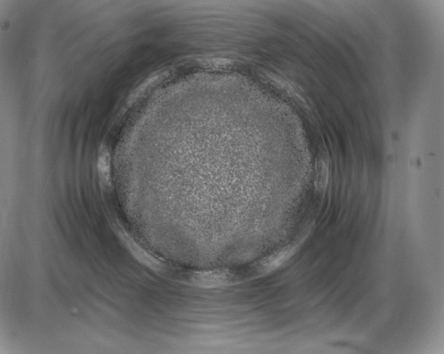 X0000085050238200703191307