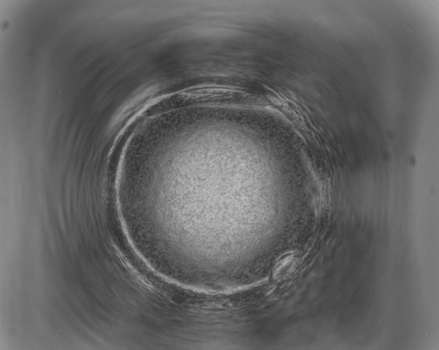 X0000085050243200703191306
