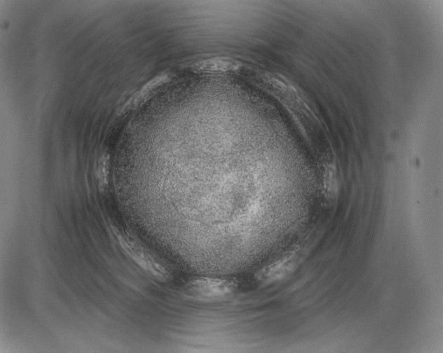 X0000085050326200703191305