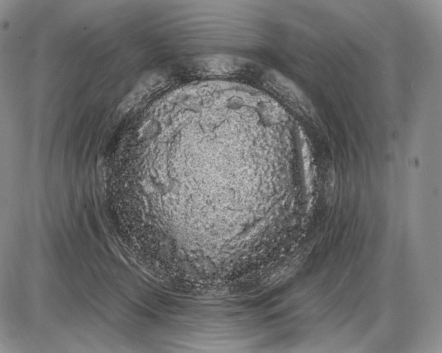 X0000085050366200703191305
