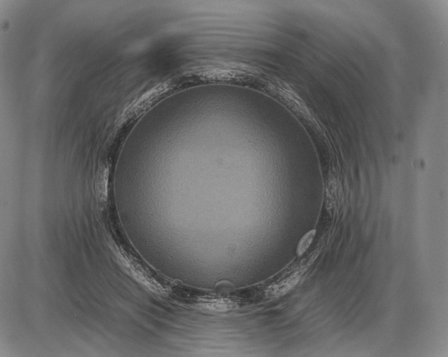 X0000085050454200703191303
