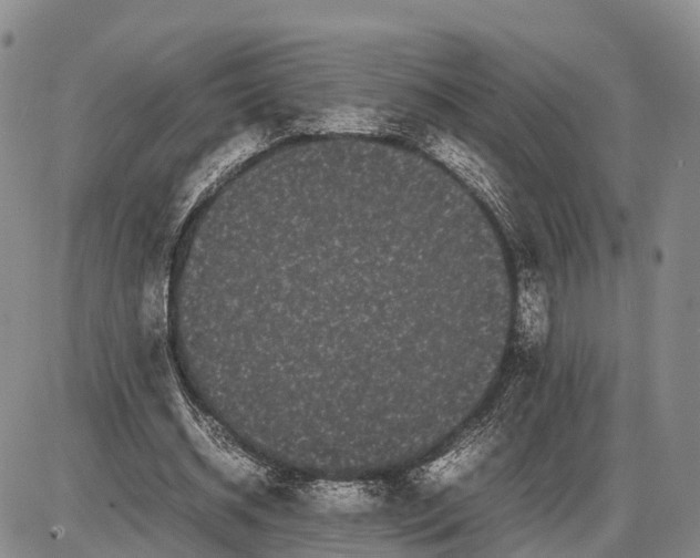 X0000085050534200703191301