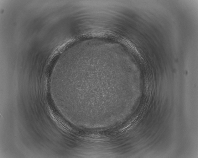 X0000085050542200703191301