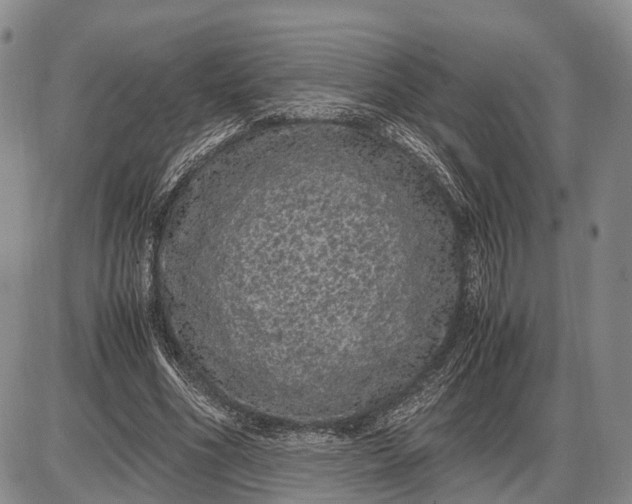 X0000085050586200703191301