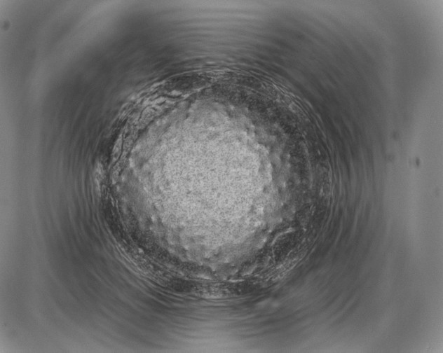 X0000085050654200703191300