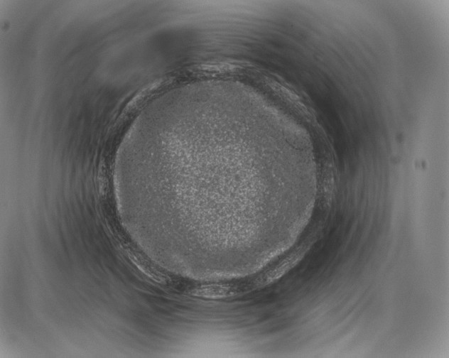 X0000085050758200703191259