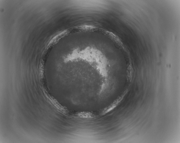X0000085050762200703191259