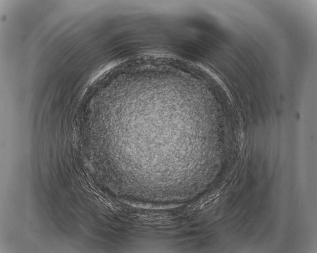 X0000085050823200703191256