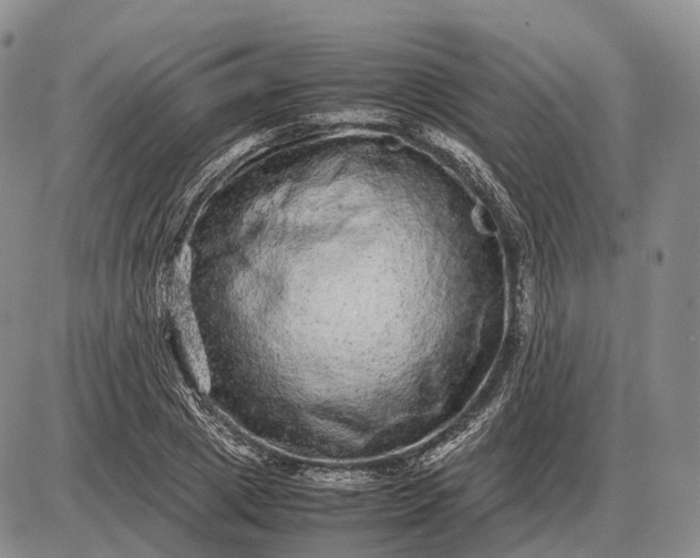 X0000085050833200703191257