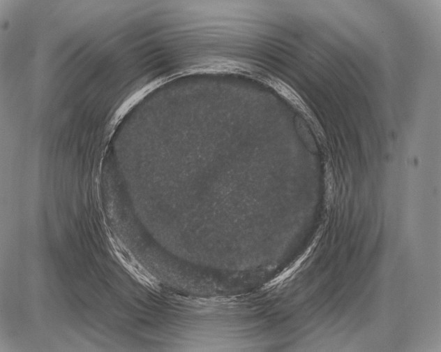 X0000085050842200703191257